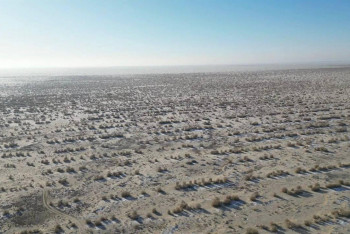 Фотография к новости: Аралды қалпына келтіру: Сексеуіл егу жобасы қалай жүзеге асып жатыр?