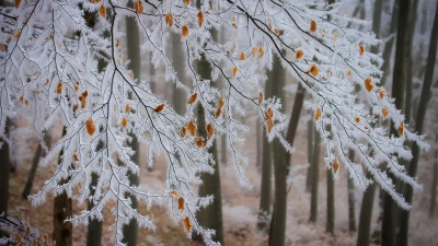 Тұман, көктайғақ: Бірнеше өңірде дауылды ескерту жарияланды