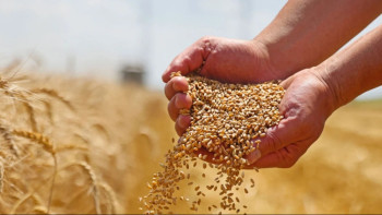 Фотография к новости: Қостанай облысында соңғы онжылдықтағы рекордтық егін жиналды