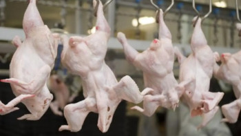 Фотография к новости: 20 тонна құс етін заңсыз тасымалдаған жүк көлігі тоқтатылды