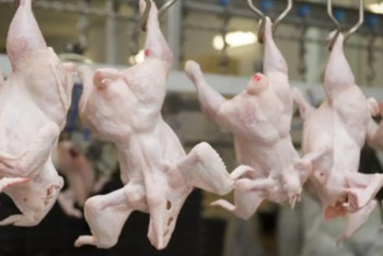 Фотография к новости: 20 тонна құс етін заңсыз тасымалдаған жүк көлігі тоқтатылды