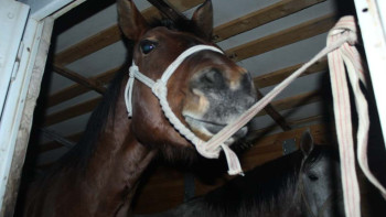 Фотография к новости: Ұлытау облысында мал ұрлығымен айналысқан студенттер ұсталды