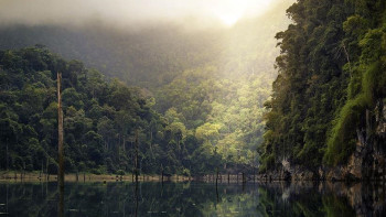 Фотография к новости: Әлем жылына 10 млн гектар орманынан айырылып жатыр