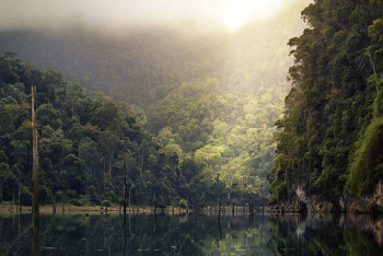 Фотография к новости: Әлем жылына 10 млн гектар орманынан айырылып жатыр