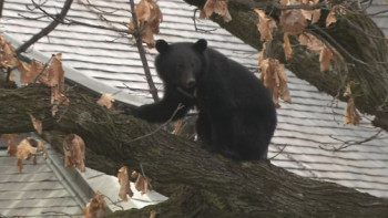 Фотография к новости: Жапонияда аю шабуылынан 12 адам қайтыс болды