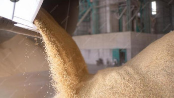 Фотография к новости: «Бидай басып қалған»: СҚО-да астақ қоймасына құлаған келіншек көз жұмды