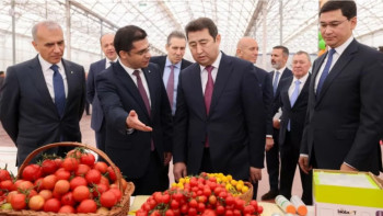 Фотография к новости: Шымкентте қызанақ өсіретін еліміздегі ең ірі жылыжай ашылды