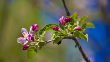 Фотография к новости: Қызыл кітаптағы өсімдіктер жойылып барады