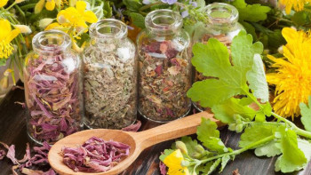 Фотография к новости: Сенатор: Қазақстанда дәрілік өсімдіктер шамадан тыс жиналып жатыр