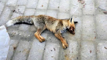 Фотография к новости: Маңғыстауда жабайы түлкі балаларға шабуыл жасады