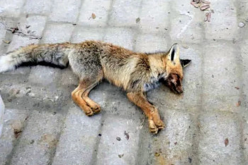 Фотография к новости: Маңғыстауда жабайы түлкі балаларға шабуыл жасады