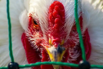 Фотография к новости: АҚШ-та бір адам H5N5 құс тұмауынан қайтыс болды