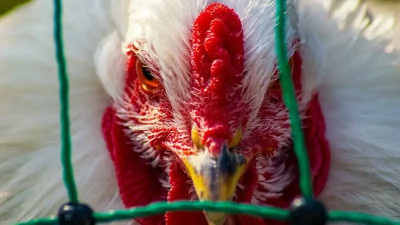 АҚШ-та бір адам H5N5 құс тұмауынан қайтыс болды