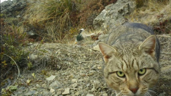 Фотография к новости: Жаңа Зеландия 25 жылда жабайы мысықтардың көзін түгел жоюды көздеп отыр
