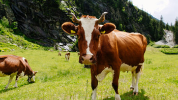Фотография к новости: Атырау облысында белгісіз індеттен мал қырылып жатыр