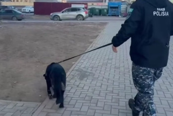 Фотография к новости: Қызметтік ит жоғалып кеткен 4 жасар баланы көрші ауданнан тапты