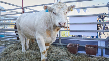 Фотография к новости: Солтүстік Қазақстанда 10 мың басқа арналған ірі ферма салынбақ