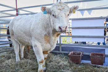 Фотография к новости: Солтүстік Қазақстанда 10 мың басқа арналған ірі ферма салынбақ