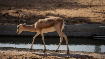 Фотография к новости: Қазақстанда киік саны келесі жылы 5 миллионға жетеді