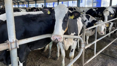 Қостанай облысында сүт өндірісі 10%-ға артты