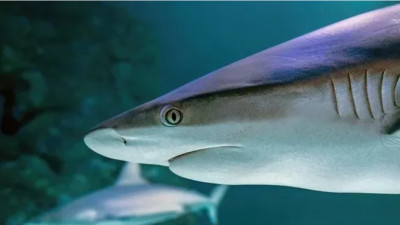 Мальдив аралдарындағы туристік нысанда акула шабуыл жасады