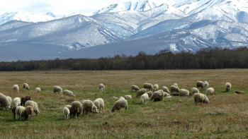 Фотография к новости: Шопандар үшін тың мүмкіндіктер: Тегін оқу, тұрғын үй және ерте зейнет