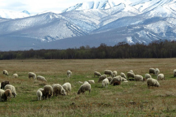 Фотография к новости: Шопандар үшін тың мүмкіндіктер: Тегін оқу, тұрғын үй және ерте зейнет
