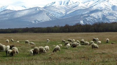 Шопандар үшін тың мүмкіндіктер: Тегін оқу, тұрғын үй және ерте зейнет