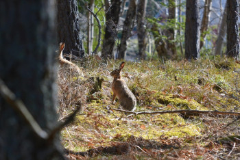 Фотография к новости: Атырауда аңшылық қайғымен аяқталды: ер адам серігін абайсызда атып жіберді