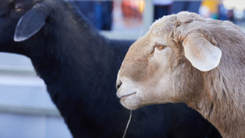 Фотография к новости: Елімізде қойдың саны 23 миллоннан асты