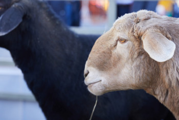 Фотография к новости: Елімізде қойдың саны 23 миллоннан асты