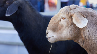 Елімізде қойдың саны 23 миллоннан асты