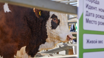 Фотография к новости: Қазақстан мал өнімдерін 42 елге экспорттай алады – АШМ