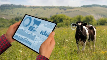 Фотография к новости: Қазақстанда енді төрт түлік мал да цифрлық бақылауда болады