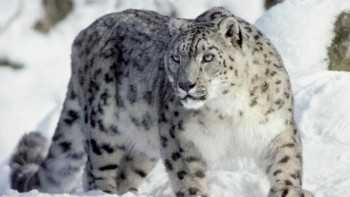 Фотография к новости: Қар барысына GPS құрылғысы орнатылды