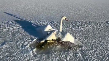 Фотография к новости: Сыңарын тастамаған аққу: Мұзға жабысып қалған құсты тұрғындар құтқарды