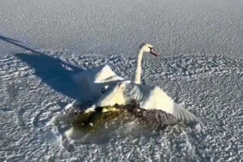 Фотография к новости: Сыңарын тастамаған аққу: Мұзға жабысып қалған құсты тұрғындар құтқарды