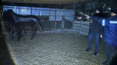 "Соғымға сойылды": Ақтөбелік қарызын өтеу үшін бір үйір жылқы ұрлады