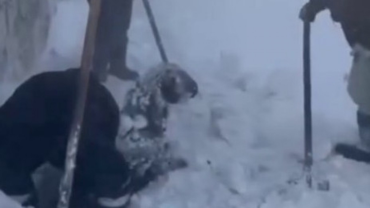  видеодан скриншот