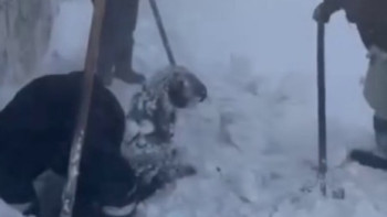 Фотография к новости: Боран кезінде тірідей көміліп қалған қойлар қар астынан шығарылды