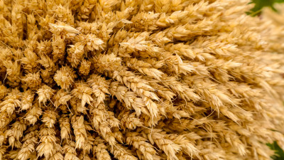 Тоқаев Жапониямен бірлесіп ауыл шаруашылығын зерттейтін платформа құруды ұсынды