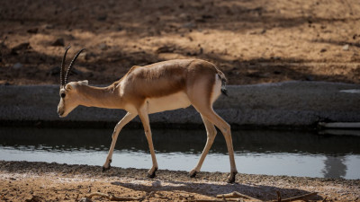 Еліміз киік мүйізін экспорттауға мүмкіндік алды