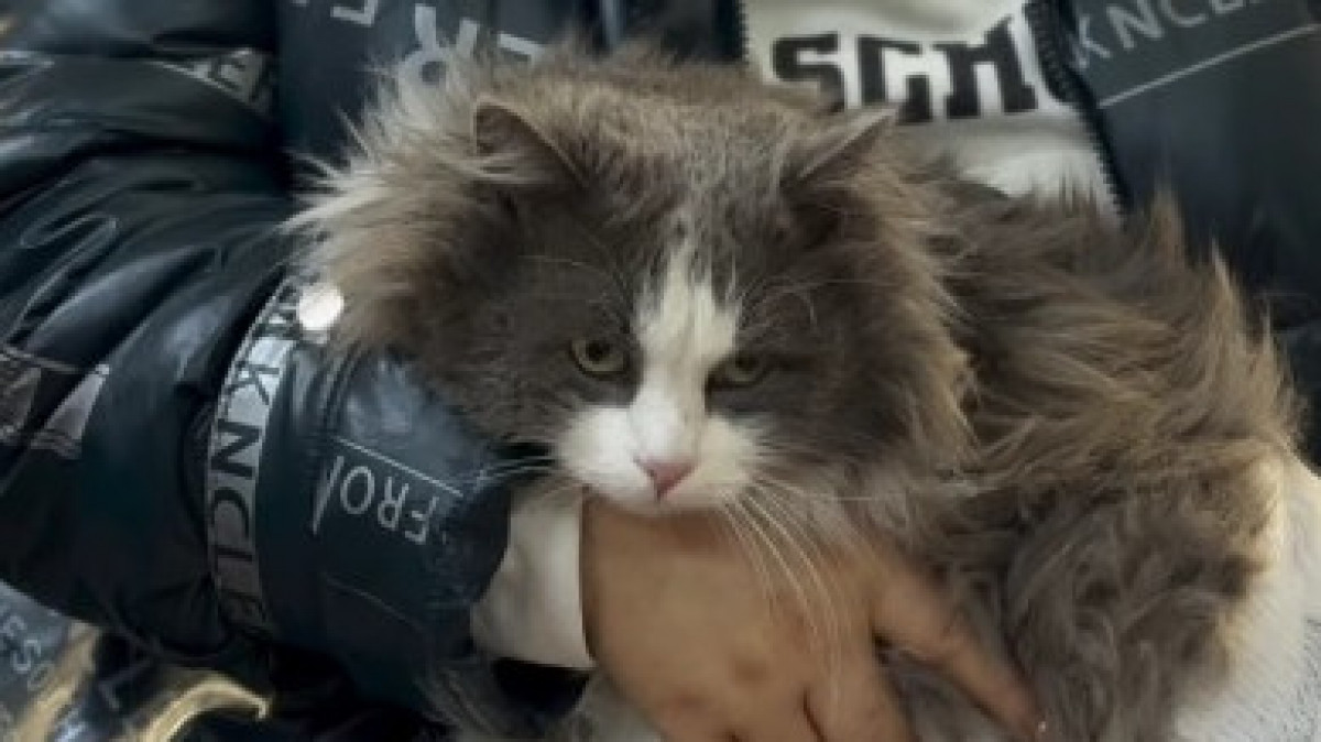  видеодан скриншот