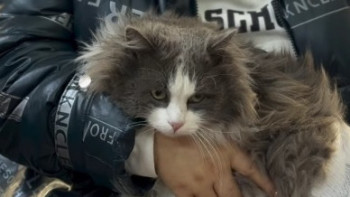 Фотография к новости: Мысықты кір жуғыш машинада "жуындырған" иесі жауапқа тартылды