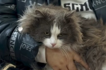 Фотография к новости: Мысықты кір жуғыш машинада "жуындырған" иесі жауапқа тартылды