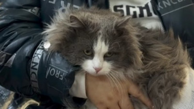 Мысықты кір жуғыш машинада "жуындырған" иесі жауапқа тартылды