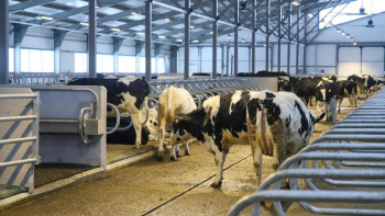 Фотография к новости: ШҚО-да 1075 басқа арналған жаңа сүт-тауарлы ферма ашылды