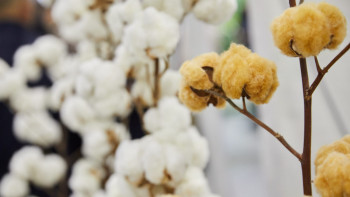 Фотография к новости: Қазақстанда соңғы 18 жылда болмаған мақта өнімі жиналды