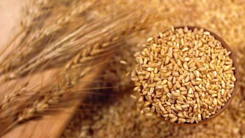 Фотография к новости: Қазақстан 2025 жылды өсімдік шаруашылығында рекордтық көрсеткішпен аяқтады