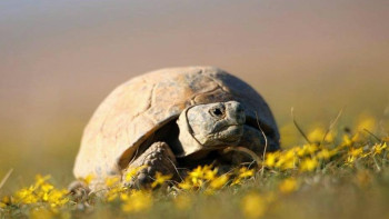 Фотография к новости: Қазақстанда ортаазиялық тасбақаны ұстауға және пайдалануға тыйым салынды